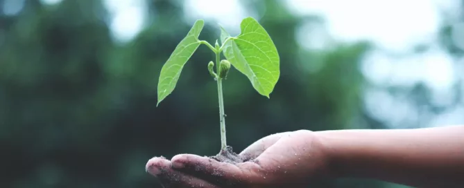 person holding growing plant